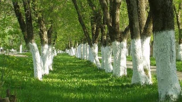 Когда и зачем БЕЛИТЬ ДЕРЕВЬЯ осенью? Когда и зачем БЕЛИТЬ ДЕРЕВЬЯ осенью?