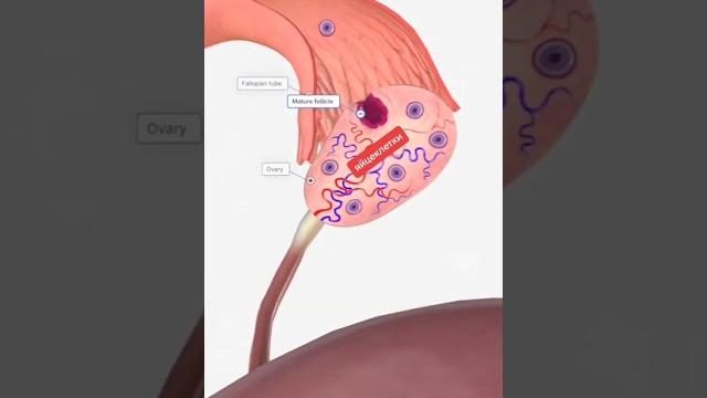 Что такое менструальный цикл Что такое менструальный цикл