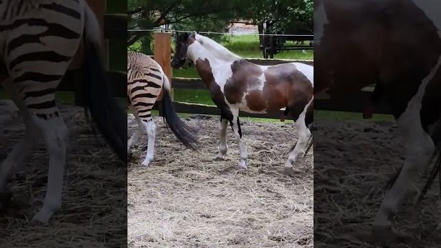 Друг уникальной зебры-лошадки A friend of the unique zebra horse. She is the only one on earth_2 Друг уникальной зебры-лошадки A friend of the unique zebra horse. She is the only one on earth_2