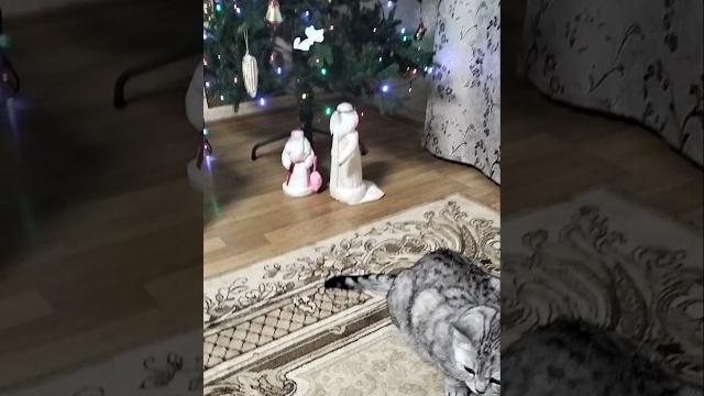 Красный Дед мороз и синяя снегурочка #юмор #кривоезеркало #приколыскотами #cat снегурочка #кот Красный Дед мороз и синяя снегурочка #юмор #кривоезеркало #приколыскотами #cat снегурочка #кот