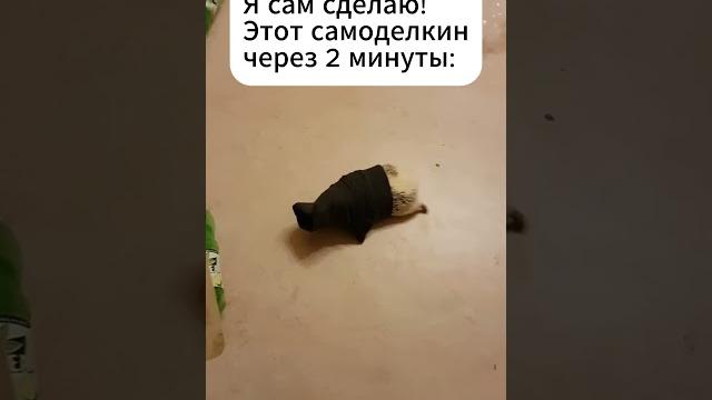 Сам разберусь #смешныевидео #мемы #ёжики Сам разберусь #смешныевидео #мемы #ёжики