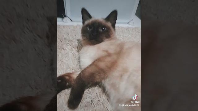 Коту голову отрезать??? Коту голову отрезать???