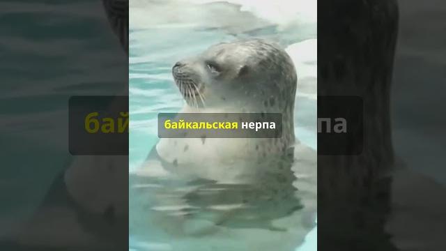 Удивительные факты о озере Байкал Удивительные факты о озере Байкал