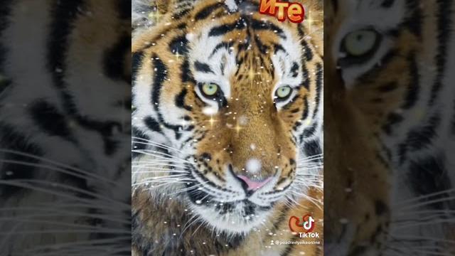 С наступающим годом тигра! 2022 год тигра идёт С наступающим годом тигра! 2022 год тигра идёт