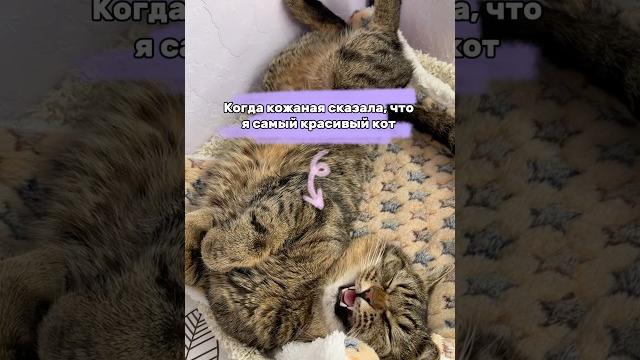 Когда кожаная сказала, что я самый красивый кот #коты #котик #talkativecat #говорящиекоты #милота Когда кожаная сказала, что я самый красивый кот #коты #котик #talkativecat #говорящиекоты #милота
