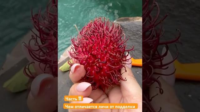 Личи как отличить настоящий от рамбутана или драконьего глаза Личи как отличить настоящий от рамбутана или драконьего глаза