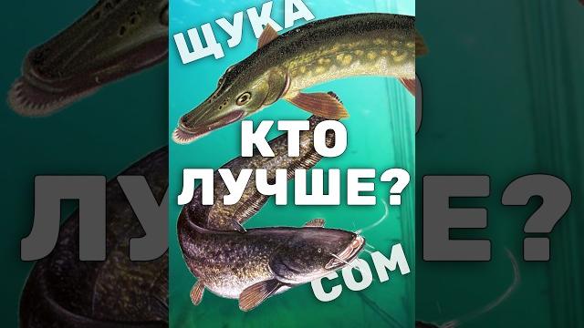 Почему Сом лучше Щуки для регуляции численности рыб в пруду. Зарыбление хищной рыбой #shorts Почему Сом лучше Щуки для регуляции численности рыб в пруду. Зарыбление хищной рыбой #shorts