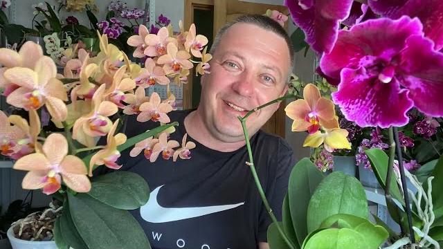 ПРАВИЛЬНЫЙ ПОЛИВ ОРХИДЕИ из магазина (ДЛЯ НОВИЧКОВ) ПРАВИЛЬНЫЙ ПОЛИВ ОРХИДЕИ из магазина (ДЛЯ НОВИЧКОВ)
