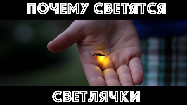 Почему светятся светлячки Почему светятся светлячки