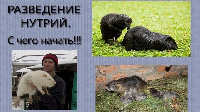 КАК И С ЧЕГО НАЧАТЬ РАЗВЕДЕНИЕ НУТРИЙ. Мой опыт. КАК И С ЧЕГО НАЧАТЬ РАЗВЕДЕНИЕ НУТРИЙ. Мой опыт.