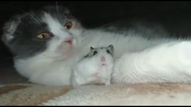 Хомяк залез к коту и испугался #shorts Хомяк залез к коту и испугался #shorts