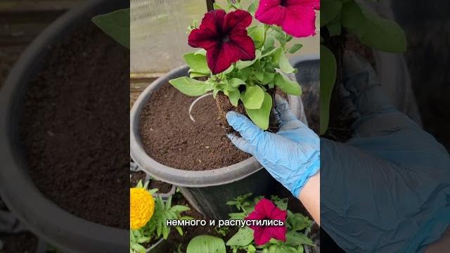 Как обрезаю петунию при высадке в горшки #рассадацветов #петуния Как обрезаю петунию при высадке в горшки #рассадацветов #петуния