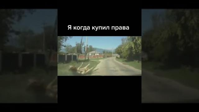 #корова #рек #снайпер #мем #прикол #fly #корова #рек #снайпер #мем #прикол #fly