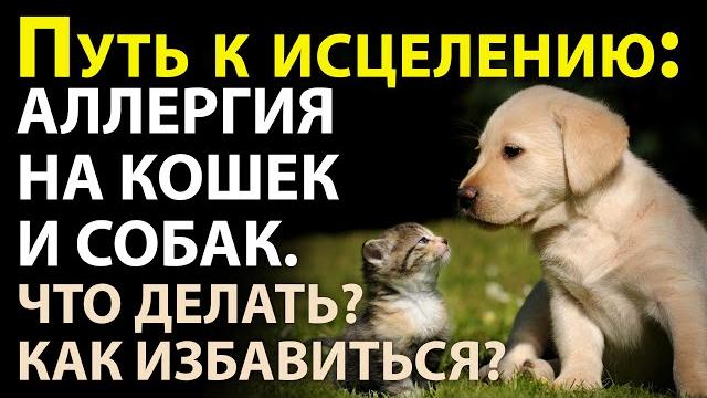 Аллергия на кошек и собак, шерсть домашних животных. Что делать, как вылечить и избавиться Аллергия на кошек и собак, шерсть домашних животных. Что делать, как вылечить и избавиться