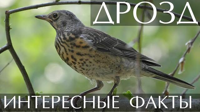 Дрозд - интересные факты Дрозд - интересные факты