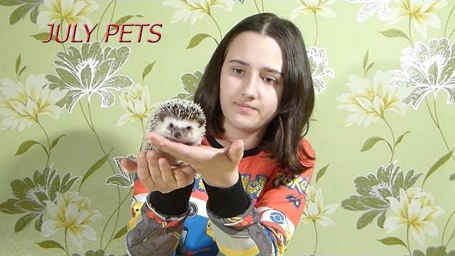 Как приручать и брать ежиков!!!!! Как приручать и брать ежиков!!!!!