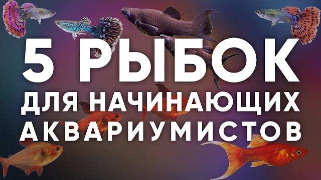 5 неприхотливых аквариумных рыбок для начинающих 2021 5 неприхотливых аквариумных рыбок для начинающих 2021