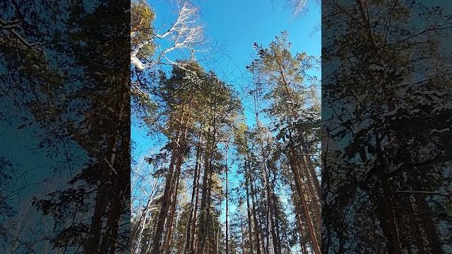 #пениептиц А вы знаете, что за #птичка щебечет? #2025 #shotrs #птицы #птицыроссии #длядуши #nature #пениептиц А вы знаете, что за #птичка щебечет? #2025 #shotrs #птицы #птицыроссии #длядуши #nature