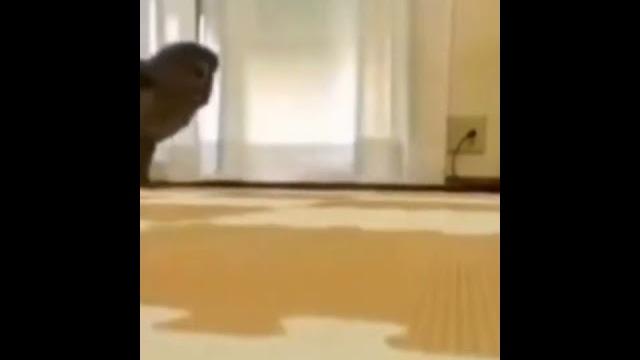 как бегает сова как бегает сова