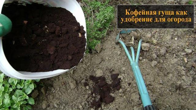 Кофейная гуща как удобрение для огорода Кофейная гуща как удобрение для огорода