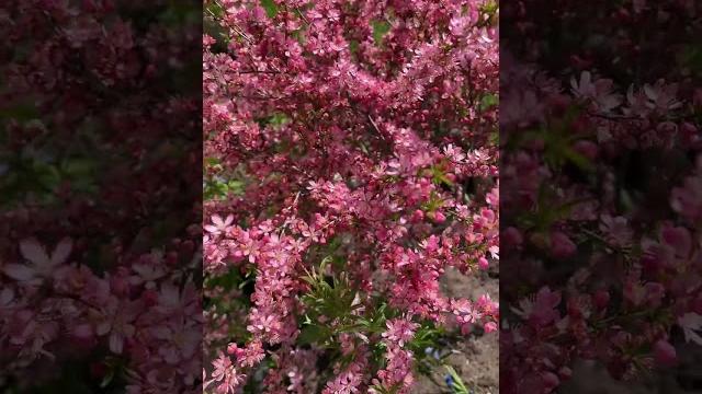 Как цветет Миндаль Как цветет Миндаль