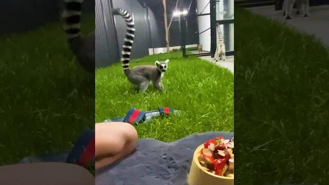 Ночной пикник с лемурами Ночной пикник с лемурами