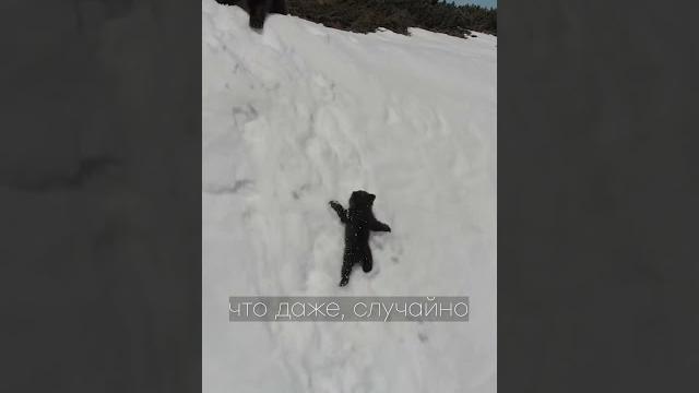 #201 - Интересные факты про животных! #Факты #short #животные #спасениежизни #люди #дикиеживотные #201 - Интересные факты про животных! #Факты #short #животные #спасениежизни #люди #дикиеживотные
