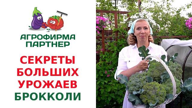 СЕКРЕТЫ БОЛЬШИХ УРОЖАЕВ БРОККОЛИ СЕКРЕТЫ БОЛЬШИХ УРОЖАЕВ БРОККОЛИ