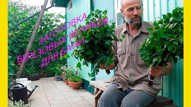 Заготовка березовых веников для бани.Когда заготавливают веники для бани.Как вязать березовые веники Заготовка березовых веников для бани.Когда заготавливают веники для бани.Как вязать березовые веники