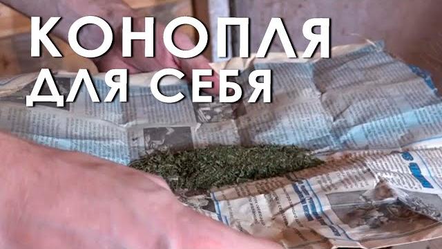 Конопля для себя Конопля для себя
