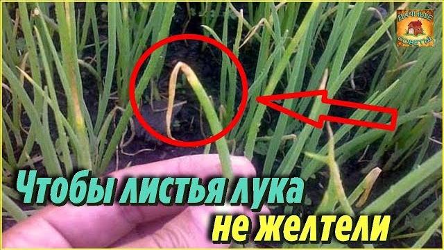Желтеют перья лука. Супер подкормка от пожелтения листьев лука и от вредителей. Дачные советы Желтеют перья лука. Супер подкормка от пожелтения листьев лука и от вредителей. Дачные советы