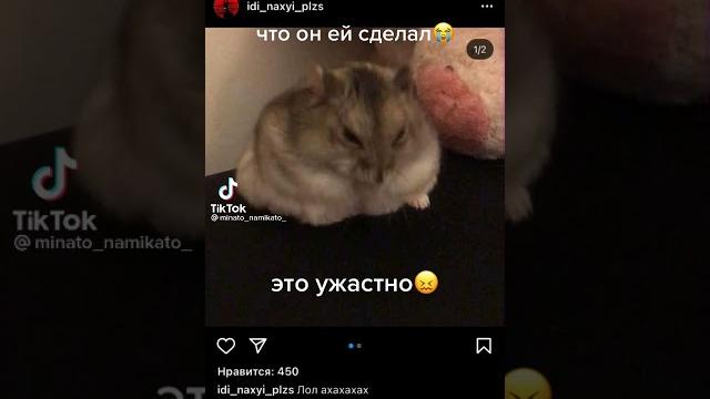 Девочка убила хомяка канцелярским ножом Девочка убила хомяка канцелярским ножом