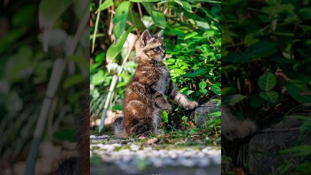 Funny Street Cats Caught in Hilarious Moments | Street Cat Photography Compilation #catphotography Funny Street Cats Caught in Hilarious Moments | Street Cat Photography Compilation #catphotography