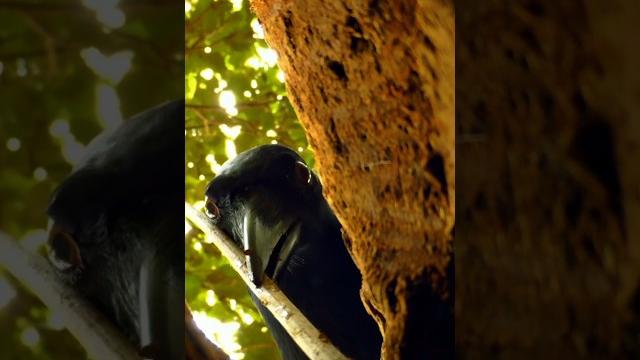 Волшебная палочка новокаледонского ворона Волшебная палочка новокаледонского ворона