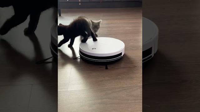 Смешной котенок Манчкин #cat #kitten #кот #munchkin #baby #adorable #cute #cats #funnyvideo#funny Смешной котенок Манчкин #cat #kitten #кот #munchkin #baby #adorable #cute #cats #funnyvideo#funny