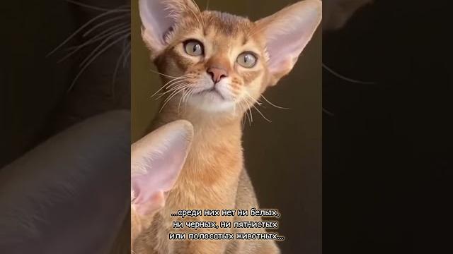 Овчарки кошачьего мира #смешно #cat #юмор #кошки Овчарки кошачьего мира #смешно #cat #юмор #кошки