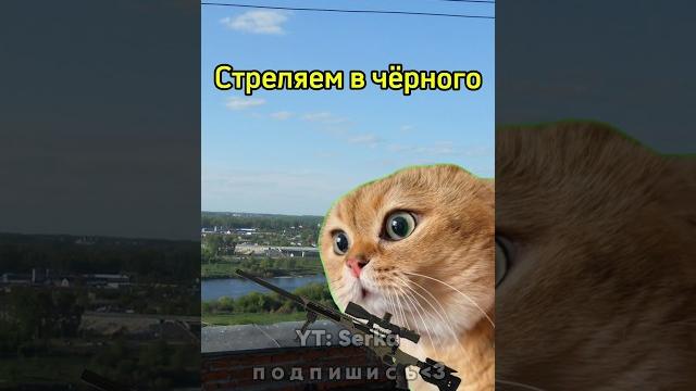 Котик обманул командира #мем #котики Котик обманул командира #мем #котики