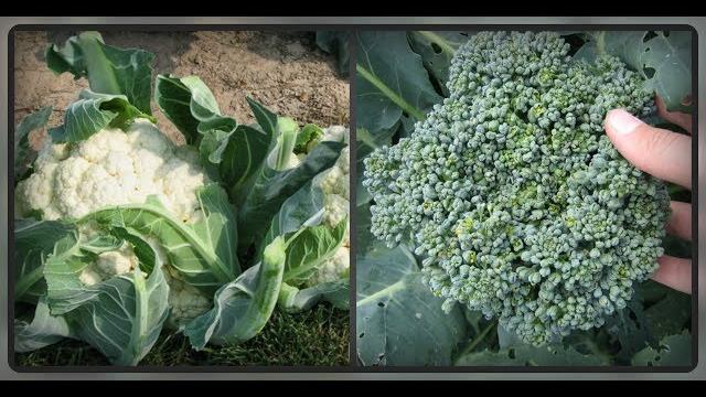 Цветная капуста и брокколи. Питание и удобрение Цветная капуста и брокколи. Питание и удобрение