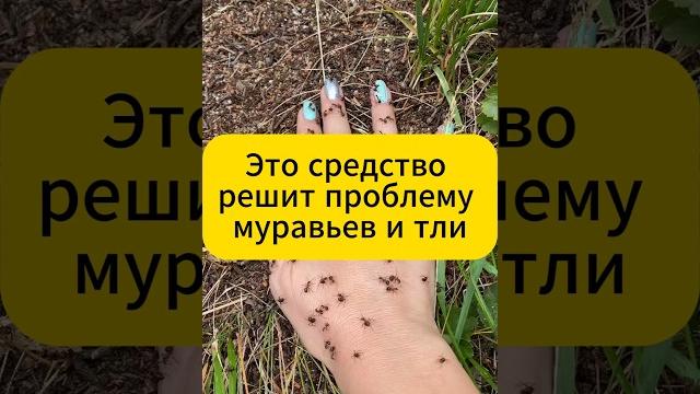 Это средство решит проблему мураьев и тли за раз! #муравьи #вредители #тля #дача #огород Это средство решит проблему мураьев и тли за раз! #муравьи #вредители #тля #дача #огород