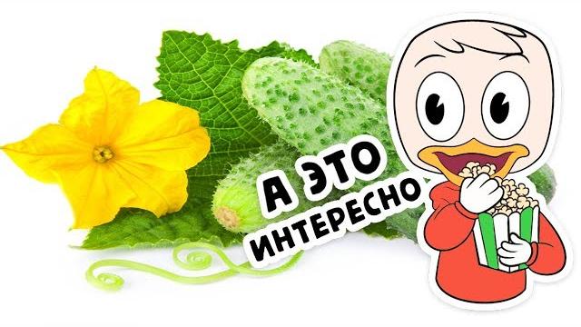 ПОЧЕМУ ОГУРЦЫ ГОРЬКИЕ И КАК ЭТО ИСПРАВИТЬ ПОЧЕМУ ОГУРЦЫ ГОРЬКИЕ И КАК ЭТО ИСПРАВИТЬ