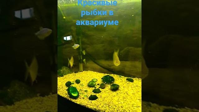 рыбки в аквариуме раслабляющее видео 1часть рыбки в аквариуме раслабляющее видео 1часть