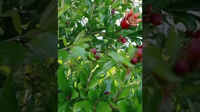 А вы видели как цветет гранат? А вы видели как цветет гранат?
