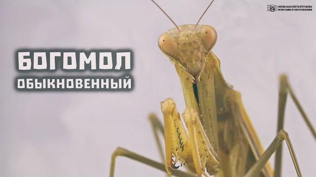 Богомол обыкновенный, или религиозный. Жизнь в природе и содержание в неволе. // Clever Cricket Богомол обыкновенный, или религиозный. Жизнь в природе и содержание в неволе. // Clever Cricket