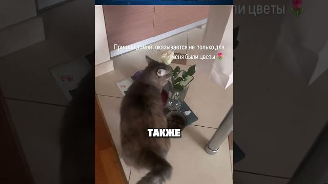 ЦВЕТЫ БЕЗ ПОВОДА ЦВЕТЫ БЕЗ ПОВОДА