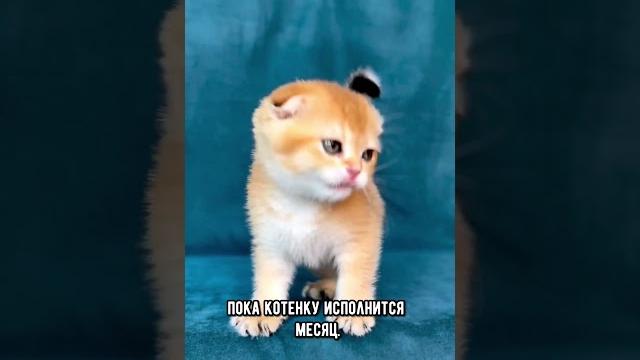 Как определить пол котёнка #кот #кошка #котята Как определить пол котёнка #кот #кошка #котята