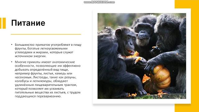 7 класс. Отряд приматы 7 класс. Отряд приматы