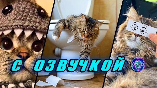 САМАЯ смешная ПОДБОРКА ЖИВОТНЫХ - С ОЗВУЧКОЙ СМЕШНЫЕ КОТИКИ СМЕХ ДО СЛЁЗ ️ СМЕШНЫЕ ЖИВОТНЫЕ САМАЯ смешная ПОДБОРКА ЖИВОТНЫХ - С ОЗВУЧКОЙ СМЕШНЫЕ КОТИКИ СМЕХ ДО СЛЁЗ ️ СМЕШНЫЕ ЖИВОТНЫЕ