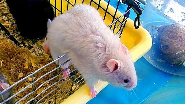 Хомяки. Видео Хомяки. Смешные Хомяки Пытаются Убежать. Футаж Хомяки. Футажи для видеомонтажа Хомяки. Видео Хомяки. Смешные Хомяки Пытаются Убежать. Футаж Хомяки. Футажи для видеомонтажа