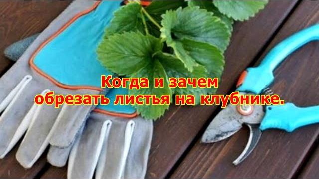 Когда и зачем нужно обрезать листья на клубнике Когда и зачем нужно обрезать листья на клубнике