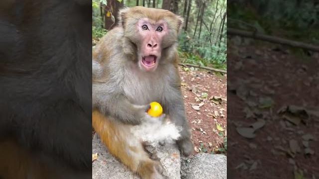 Man Rocked Monkey Shocked Funny Monkey Video Man Rocked Monkey Shocked Funny Monkey Video